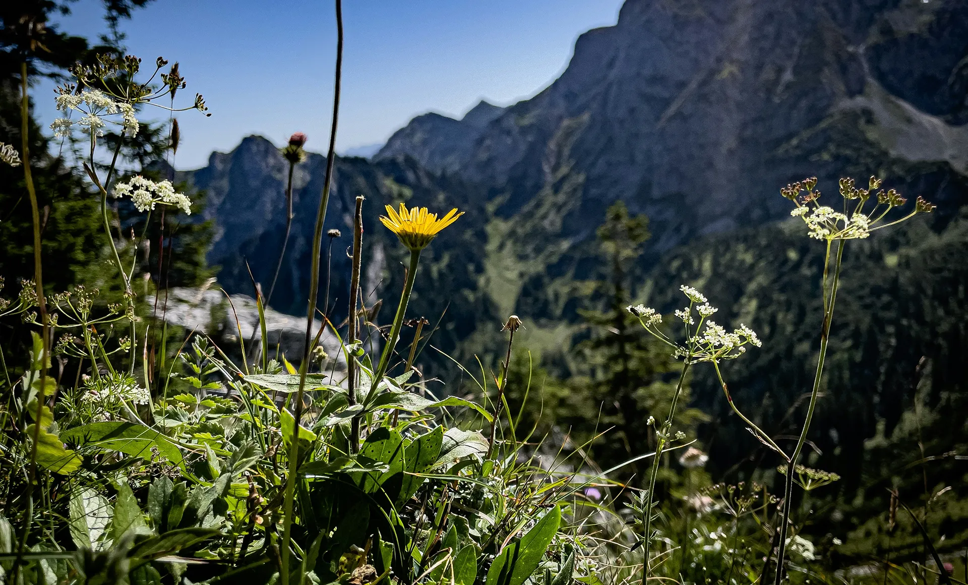 ferienwohnung allgaeu bg natur nahaufnahme